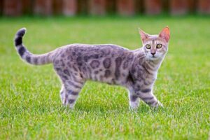 Bengala razza gatto - gatto360