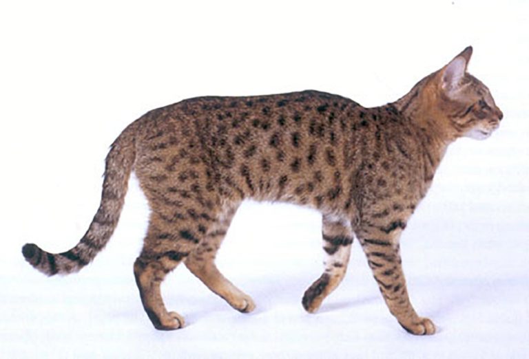 California Spangled razza gatto - gatto360