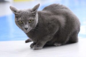 blu di russia razza gatto - gatto360